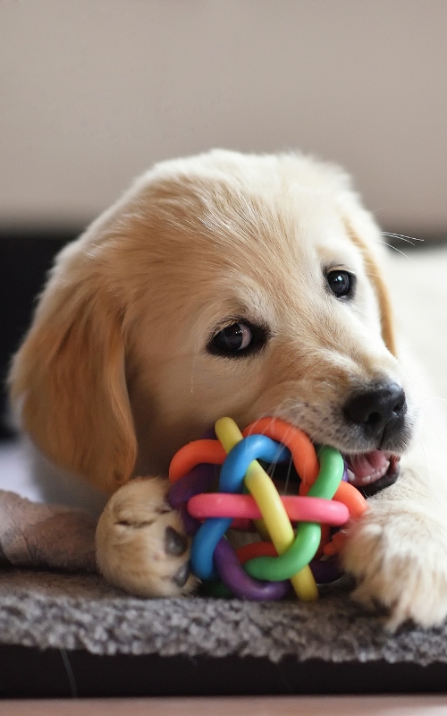 Resource guarding Resource guarding