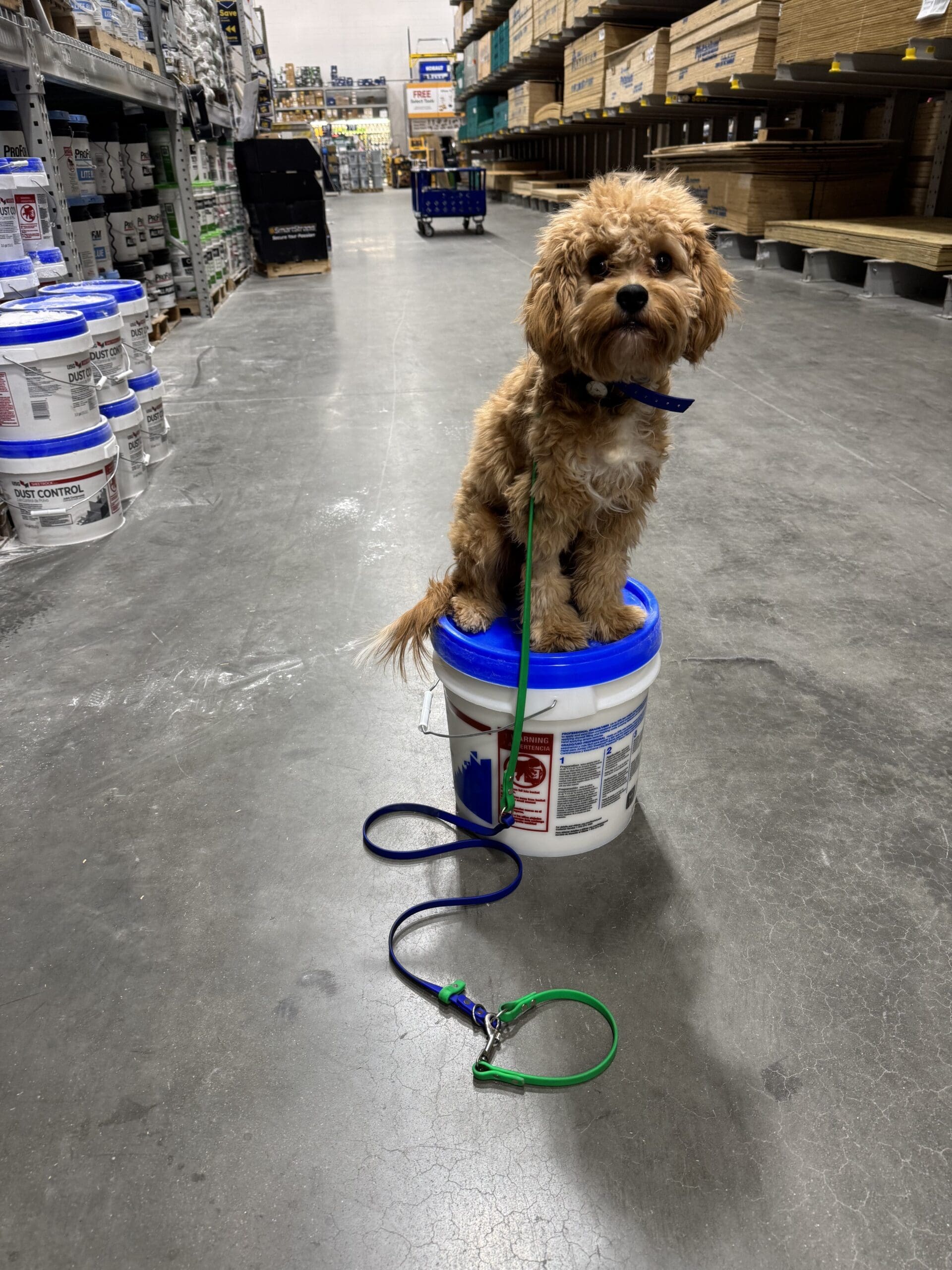 Balanced Dog